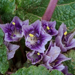 Mandragora officinarum