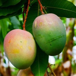 Mangifera indica