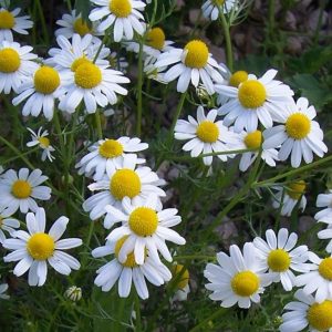 Matricaria chamomilla (zaden)