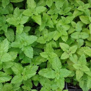 Melissa off. ssp altissima (P9)