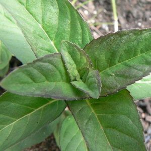 Mentha arvensis var piperascens