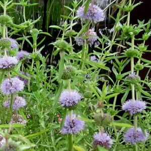 Mentha cervina (P9)