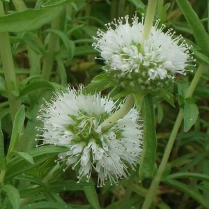 Mentha cervina 'Alba' (P9)