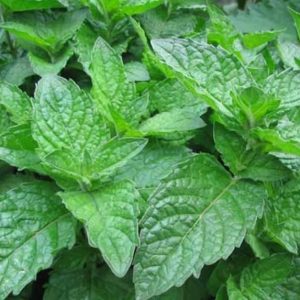 Mentha x piperita 'grapefruit' (P9)