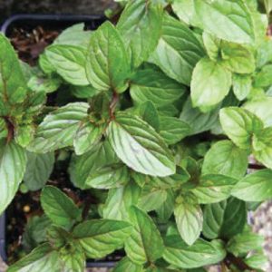 Mentha ssp. 'Jessica's Sweet Pear'