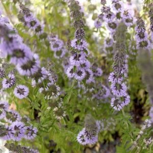 Mentha pulegium (P9)