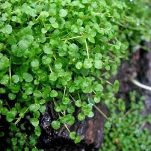 Mentha requienii (P9)