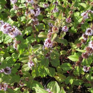 Mentha x gentilis 'Variegata' (P9)