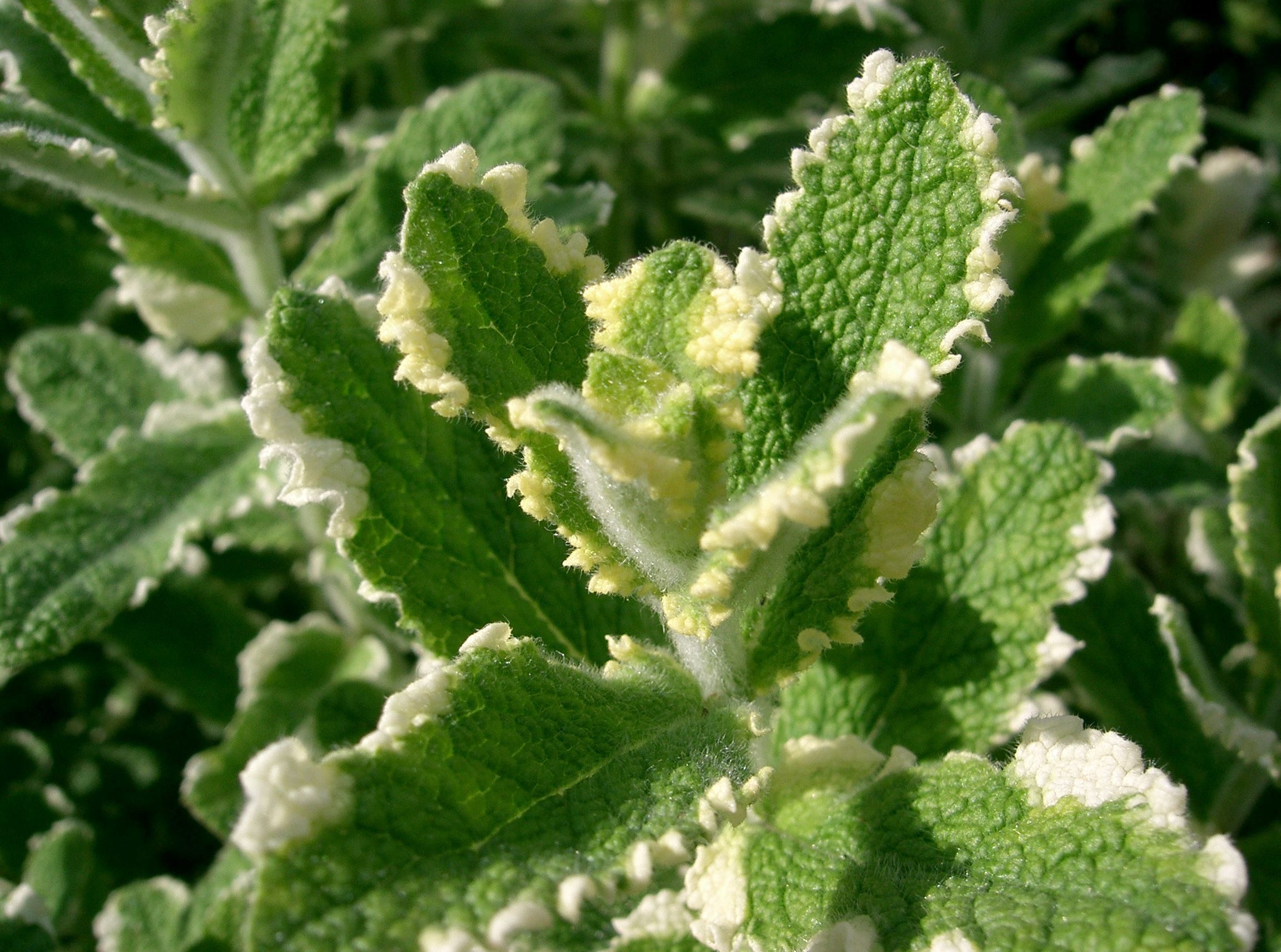 Mentha suaveolens 'Variegata'