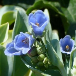 Mertensia maritima (P9)