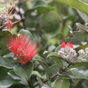 Meterosideros thomasii