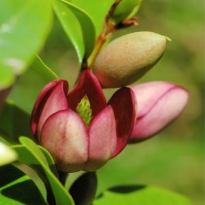 Michelia figo