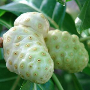 Morinda citrifolia (15 zaden)
