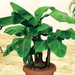 Musa a. 'Dwarf Cavendish'