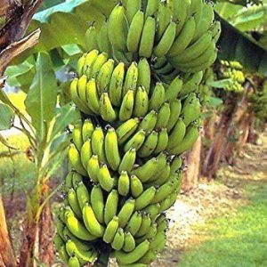 Musa a. 'Grande Nain'