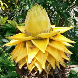 Musa lasiocarpa