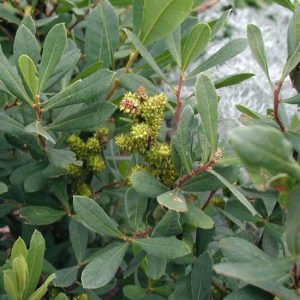 Myrica gale