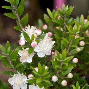 Myrtus communis var tarentina (P15)