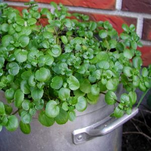 Nasturtium officinale (zaden)