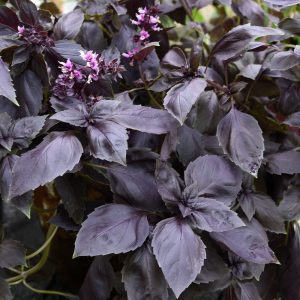 Basilicum 'Rosie' (zaden)