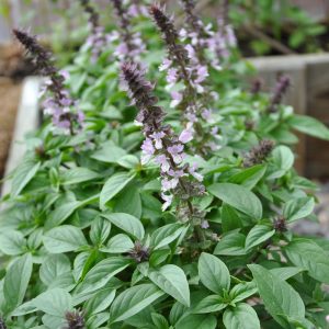 Ocimum 'Floral Spires Lavender'
