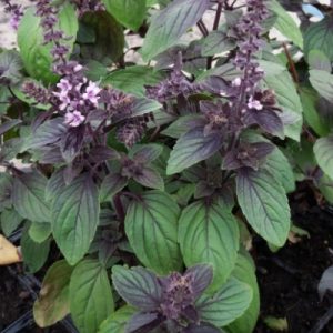 Ocimum 'Magic Mountain'