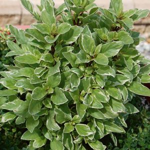Ocimum x citr. 'Pesto Perpetuo'
