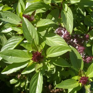 Basilicum 'Siam Queen' (zaden)