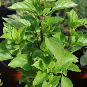 Ocimum x hybrida 'Tauris'
