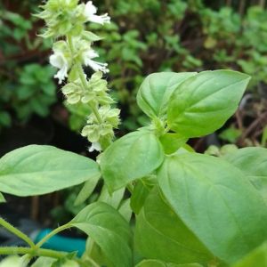 Ocimum 'White Mountain' (P9)