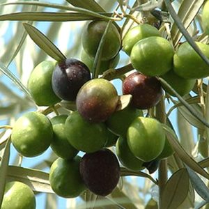 Olea europaea