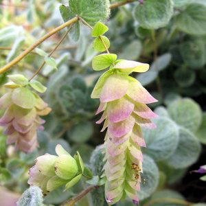 Origanum dictamnus (P9)