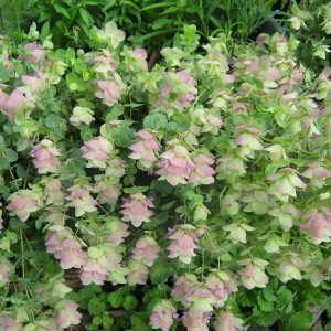 Origanum 'Kent Beauty'