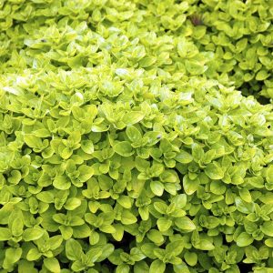 Origanum vul. Thumbles Variety