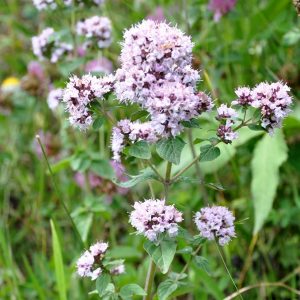 Origanum vulgare (P9)