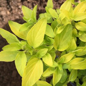 Origanum vulgare aureum (P9)