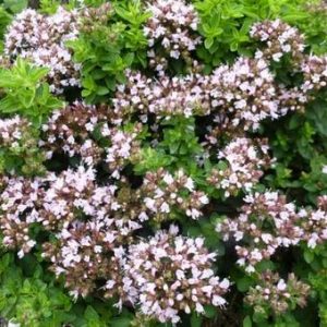 Origanum vulgare compactum (P9)