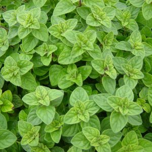Origanum vulgare var hirtum (P9)