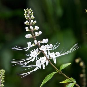 Orthosiphon grandiflorus (P9)