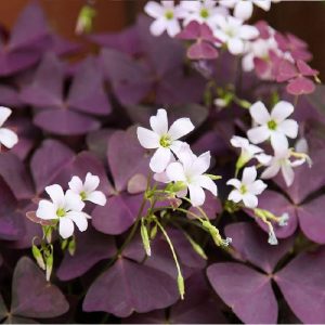 Oxalis triangularis