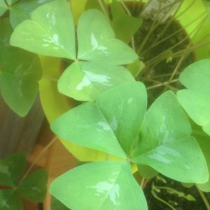 Oxalis triangularis ssp papilionacea