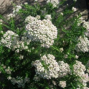 Ozothamnus rosmarinifolius