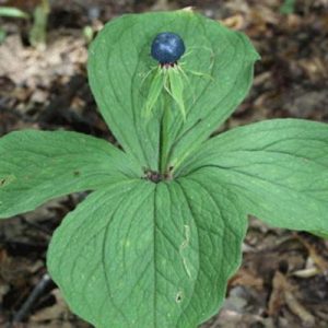 Paris quadrifolia (P9)