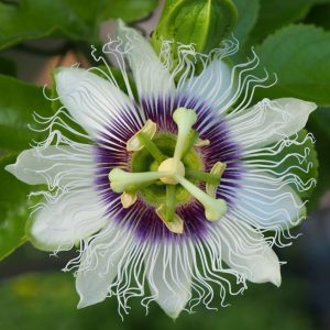 Passiflora edulis (P15)