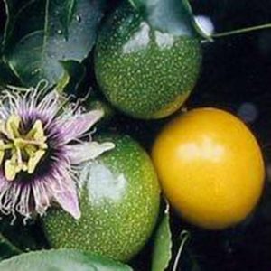 Passiflora e. flavicarpa (10 zdn)