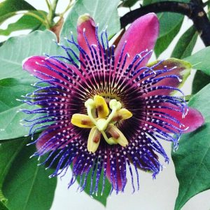 Passiflora 'Marijke'