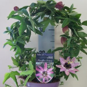 Passiflora 'Victoria'