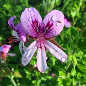 Pelargonium crispum