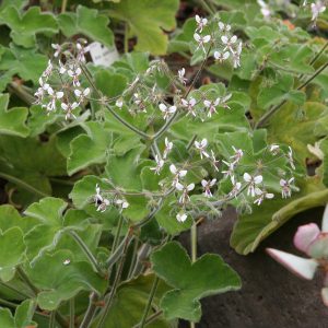 Pelargonium tomentosum