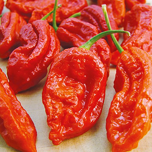 Peper 'Bhut Jolokia Red' (zaden)